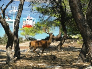 aegina3