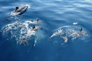 alonissos1