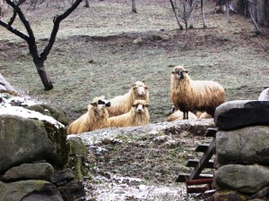 animale 1